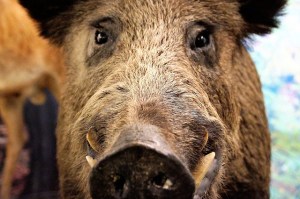 Wildschwein, das frontal in die Kamera schaut.