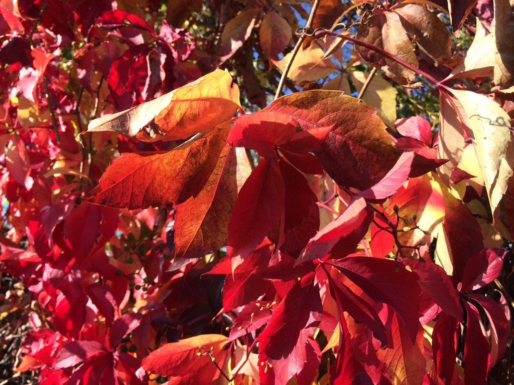 5868E717-5D7A-4CB0-A307-DF98FB0E7DC0