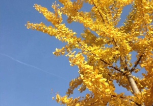 Baum mit gelbem Herbstlaub