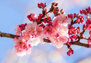 Kirschblüten vor blauem Himmel.
