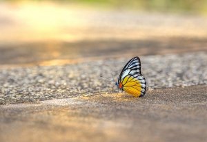 Bunter Schmetterling auf Asphalt