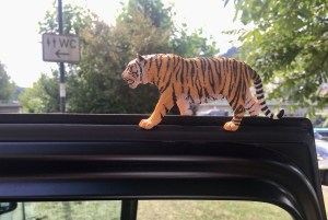 Plastikfigur „Tiger“ schleicht auf Tür eines Autos entlang.