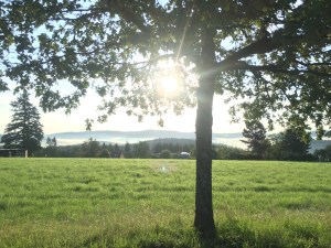 Baum im Morgenlicht in idyllischer Landschaft.