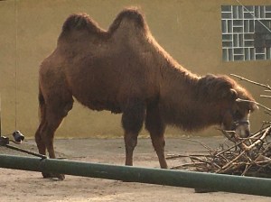 Kamel im Zoo
