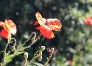 Leuchtend rote Mohnblume in Getreidefeld