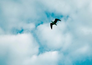 Fliegender Vogel an blauem Himmel.